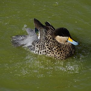 Silver teal (Spatula versicolor)