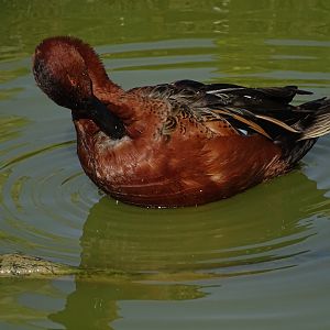 Cinnamon teal (Spatula cyanoptera)