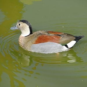 Ringed teal (Callonetta leucophrys)