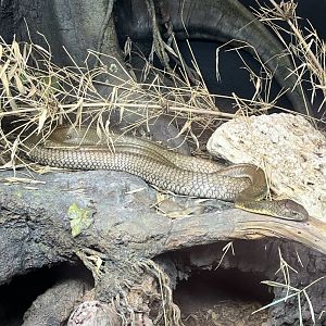 Reptile and Amphibian House