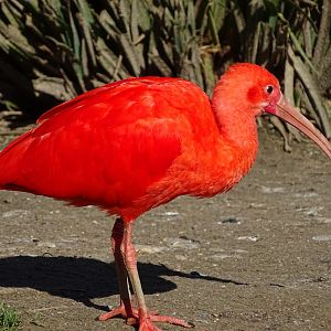Scarlet ibis (Eudocimus ruber)