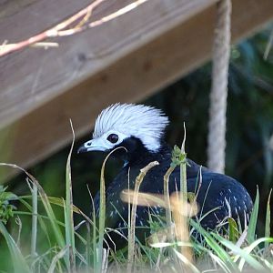 Blue-throated piping guan (Pipile cumanensis)