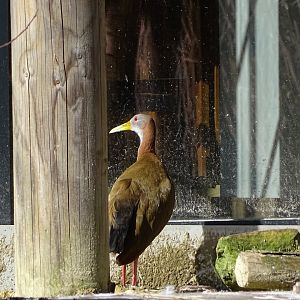 Giant wood rail (Aramides ypecaha)