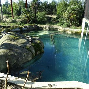 Jaguar pool