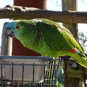 Blue-fronted amazon (Amazona aestiva)