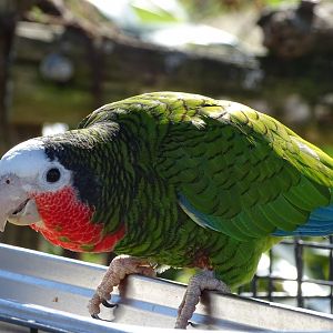 Cuban amazon (Amazona leucocephala)