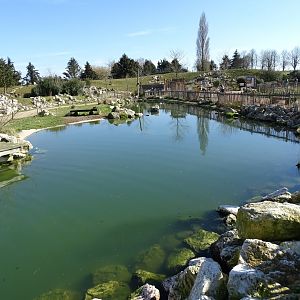 Humboldt penguin (Spheniscus humboldti) exhibit