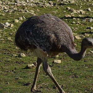Darwin's rhea (Rhea pennata)
