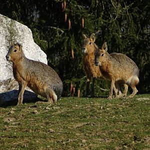 Patagonian maras (Dolichotis patagonum)