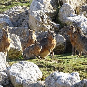 Patagonian maras (Dolichotis patagonum)