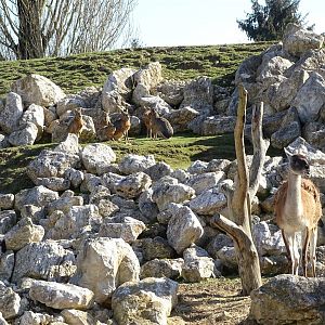 Guanaco (Lama guanicoe) and Patagonian maras (Dolichotis patagonum)