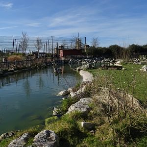 Humboldt penguin (Spheniscus humboldti) exhibit