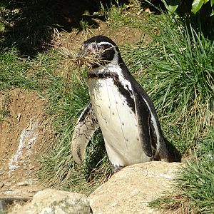 Humboldt penguin (Spheniscus humboldti)