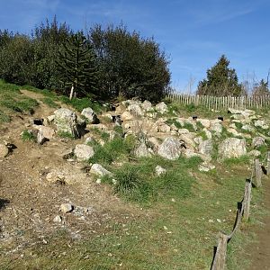 Humboldt penguin (Spheniscus humboldti) exhibit