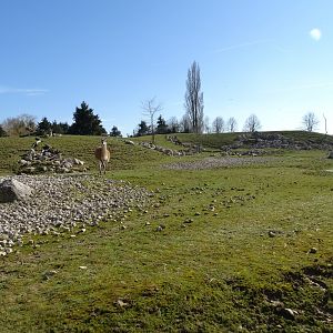 Patagonian plain exhibit