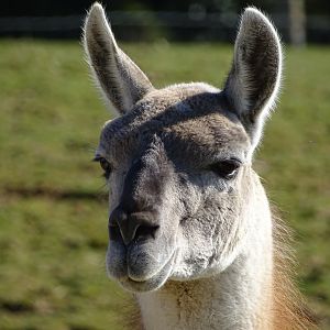 Guanaco (Lama guanicoe)