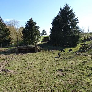 Chacoan peccary (Catagonus wagneri) exhibit