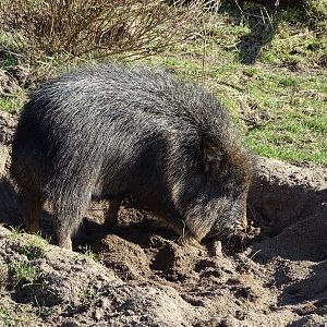 Chacoan peccary (Catagonus wagneri) exhibit