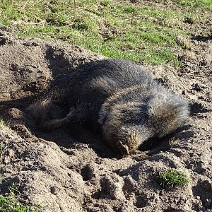 Chacoan peccary (Catagonus wagneri) exhibit