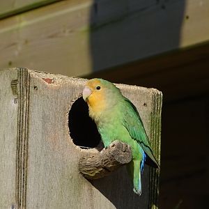 Rosy-faced lovebird (Agapornis roseicollis)