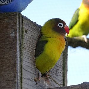 Fischer's lovebird (Agapornis fischeri)
