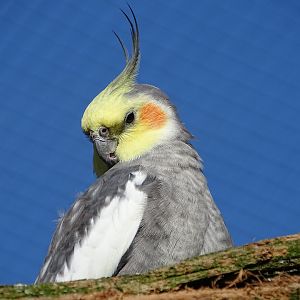 Cockatiel (Nymphicus hollandicus)