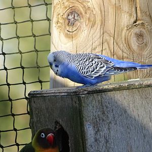 Budgerigar (Melopsittacus undulatus)