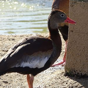 Black-bellied whistling duck (Dendrocygna autumnalis)