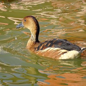 Fulvous whistling duck (Dendrocygna bicolor)