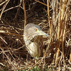 Black-crowned night heron (Nycticorax nycticorax)