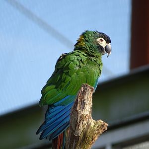 Golden-collared macaw (Primolius auricollis)