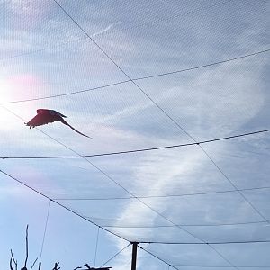 Flying scarlet macaw (Ara macao)