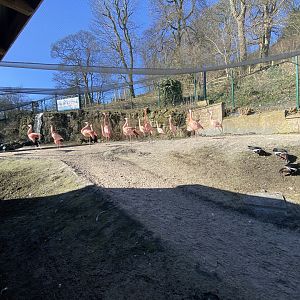 American and Chilean flamingos