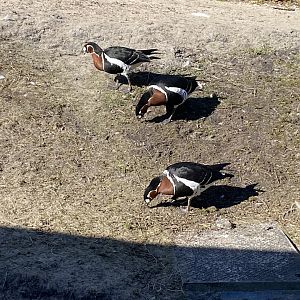 Red breasted geese