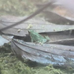 Darwin's Frog
