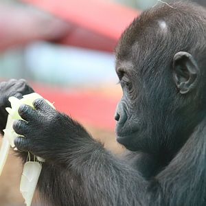 Don't Play with your Food