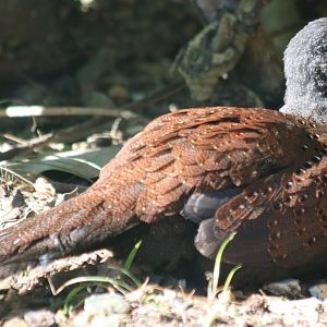 Yawning Mountain Peacock Pheasant