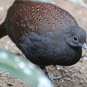 Mountain Peacock Pheasant