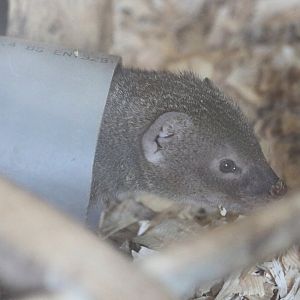 Small Indian Mongoose