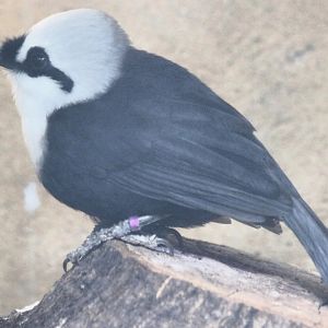 Sumatran Laughingthrush