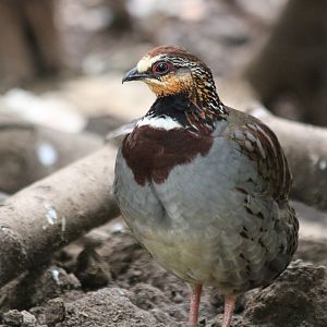 Collared Partridge