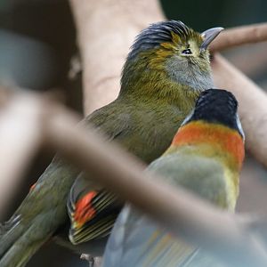 Inter-Species Preening Emei Shan Liocichla and Silver-Eared Mesia