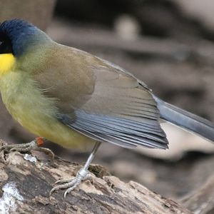 Blue-crowned Laughingthrush