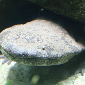 Chinese Giant Salamander