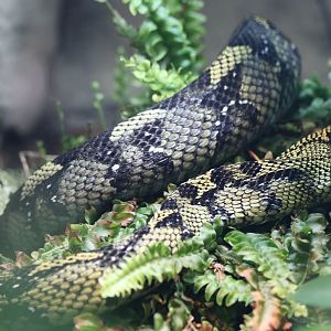 Ethiopian Mountain Adder