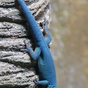 Electric Blue Day Gecko