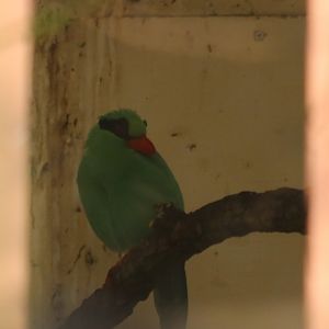 Javan Green Magpie