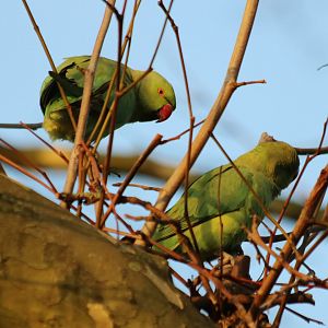 Wild Parakeets