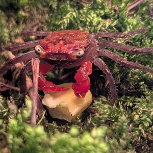 Red Devil Vampire Crab