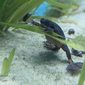 Lake Oku Clawed Frog